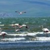 30.04.2015 / Flamingolar Van Gölü’ne Renk Kattı