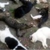 25.02.2017 / Alanya’da Kedi Katliamı