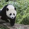 20.02.2017 / ABD Doğumlu Panda 4 Yıl Sonra Çin’e Dönüyor
