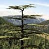 05.04.2017 / Akdeniz Ormanları Adım Adım Planlandı