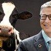 30.01.2018 / Bill Gates’ten Süper İneğe Milyonlarca Dolarlık Bütçe!