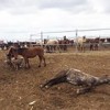 06.04.2018 / Ücretsiz Dağıtılacağı Açıklanan Yılkı Atları Ölüme Terk Edildi