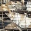 12.01.2012 / 800 Köpek Yenmekten Son Anda Kurtuldu