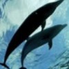 18.01.2012 / ABD'nin Yeni Silahı Yunuslar!