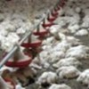 04.01.2012 / Havasız Kalan 22 Bin Tavuk Telef Oldu