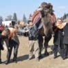 20.02.2012 / Kızgın Deve Kaymakam'a Saldırdı!