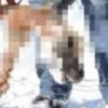 07.02.2012 / Kurtlar Kangal'ı Yedi!