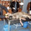 10.02.2012 / Kurtlar Şehre İndi