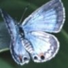 15.02.2012 / 'Miami Blue' Kayıplara Karıştı