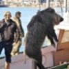 06.02.2012 / Tersanede Domuz Dehşeti