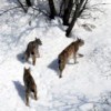 11.02.2012 / İlk Kez Bu Kadar Yakın...