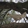 20.02.2012 / Uçan Tavuğun Sırrı Çözüldü