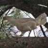16.02.2012 / 'Uçan Tavuğun' Sırrı Çözüldü
