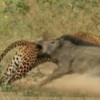 05.03.2012 / Leoparla Domuz Kavga Ederse