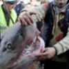 22.03.2012 / Marmara'da Jaws