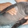 05.04.2012 / Öksüz Manati Kurtarıldı
