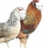 22.06.2012 / Kuş Gribi Biyolojik Silaha Dönüşebilir