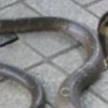 23.06.2012 / Yılan Korkusu Yüzünden...