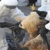 06.07.2012 / Meksika'da Kuş Gribi Paniği!