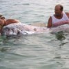 07.07.2012 / Bu Balık Depremin Habercisi mi?