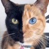 27.08.2012 / 'İki Yüzlü' Kedi!