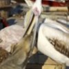17.06.2012 / Şaşırtan Dostluk!