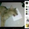 25.05.2012 / Veteriner Dehşete Düşürdü!