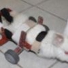 26.07.2012 / Felçli Tavşana Yürüteç!