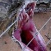 23.07.2012 / Klozetten Piton Çıktı