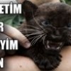 14.07.2012 / Cep Boy Panter