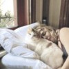 25.07.2012 / Minik Serçe ile Tombik Kedi