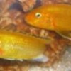 03.04.2012 / Tek Gözlü ve Kuyruksuzlar