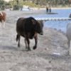 04.04.2012 / İnekler Sahile İndi