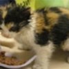 24.05.2012 / Otomobil Tekerine Sıkıştı!