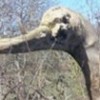 28.03.2012 / Böyle 'Devekuşu' Görülmedi!
