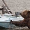 19.07.2012 / Denizden Ayı Çıktı
