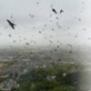 22.05.2012 / Depremden Sonra Kargalar İnsanlara Saldırdı