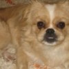 14.09.2012 / Kayıp Köpek Aranıyor!