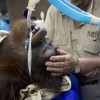 18.09.2012 / Kemoterapi Gören İlk Orangutan