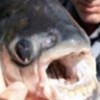 09.07.2012 / Testis Yiyen Balık!