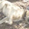 28.04.2012 / Vahşet!