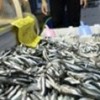 01.12.2012 / Karadenizliler 'Yerli Hamsi'yi Bekliyor