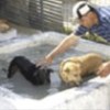 05.04.2012 / 'Köpeğinizi Seviyorsanız...'