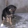 15.01.2012 / Bolu Barınağı, Ölüm Kampı Oldu