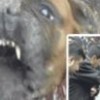 12.01.2012 / Otomobilde Pitbull Dehşeti!