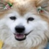 07.12.2011 / Dünyanın En yaşlı Köpeği Öldü