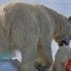 09.12.2011 / Açlıktan Birbirlerini Yiyorlar
