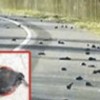 02.01.2012 / Kuş Ölümleri Kıyamet Alameti mi?