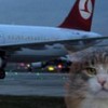 01.02.2013 / THY Uçağında Kedi Dehşeti!