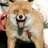 26.11.2011 / Kendini Köpek Sanan Tilki